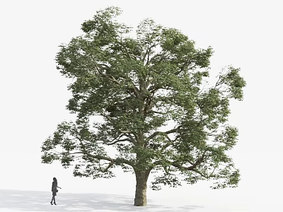 Tall Arbor With Lush Green Canopy And Strong Trunk Next To Person 3d model