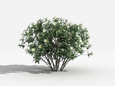 Vibrant Green Bush With White Flowers Lush Foliage And Thick Branches 3d model