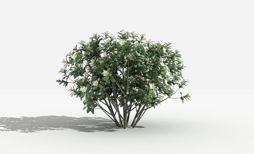 Modern Shrub Smilus yunnanensis 3d model