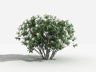 Modern Shrub Smilus yunnanensis 3d model