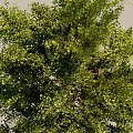 Tall Arbor Tree with Lush Green Foliage Thick Branches and Exposed Roots