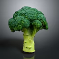 Healthy Fresh Green Broccoli Vegetable with Crisp Stalk and Vibrant Florets