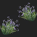 Small Purple Flowers With Green Leaves In Bushes On Black Background