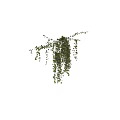 Lush Green Hanging Basket Plants With Trailing Vines And Cascading Foliage For Decoration
