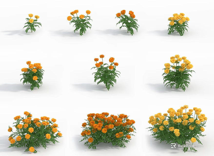 Potted Orange And Yellow Flowers With Green Leaves And Multiple Blooms Arranged On White Background 3d model 