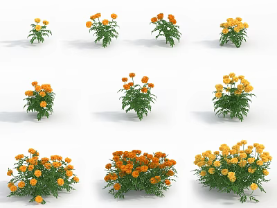 Potted Orange And Yellow Flowers With Green Leaves And Multiple Blooms Arranged On White Background 3d model