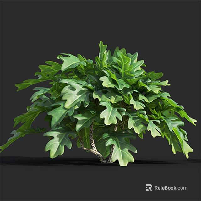 Lush Green Plant With Large Feathery Split Leaves Against Dark Background 3d model 