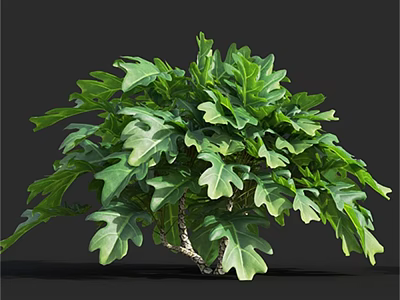 Lush Green Plant With Large Feathery Split Leaves Against Dark Background 3d model