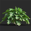 Lush Green Plant With Large Feathery Split Leaves Against Dark Background