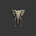 Realistic Standing Elephant Model With Large Ears Long Tusks And Beige Texture On Dark Background