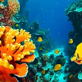 Yellow Butterflyfish Swimming Among Vibrant Coral and Small Fish in Blue Ocean Water