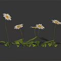 Fresh White Daisies with White Petals Yellow Centers and Green Leaves on Black Background