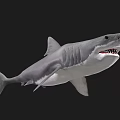 Gray Shark With Open Mouth And Sharp Teeth As Aquatic Animal 3d model