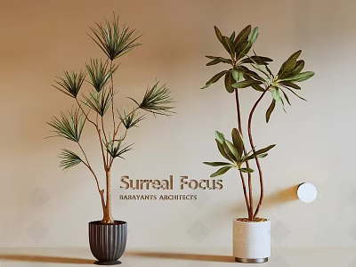 Tall Indoor Potted Plants With Slender And Broad Leaves In Dark Light Ceramic Pots 3d model
