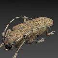 Detailed Yellowish Brown Beetle With Black Spots Long Antennae And Six Legs