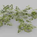 Fresh Parsley Herb Also Known as French Parsley Used in Aromatic Culinary Dishes