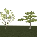 arbor pine 3d model