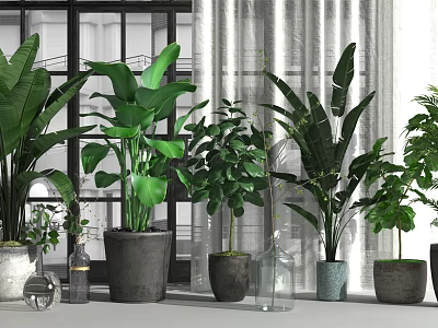 Various Indoor Potted Plants With Green Foliage In Different Decorative Pots 3d model