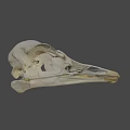 Close Up View Of Bird Skull Skeleton With Anatomical Features On Dark Background