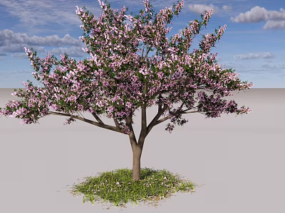 Pink Flowering Arbor with Lush Pink Blossoms Blue Sky White Clouds and Green Grass 3d model