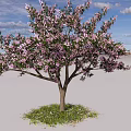 Pink Flowering Arbor with Lush Pink Blossoms Blue Sky White Clouds and Green Grass