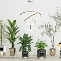 Indoor Bonsai Potted Plants With Decorative Metal Pots And Lush Green Foliage