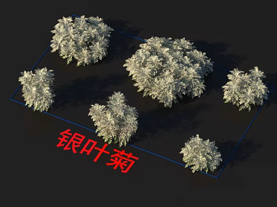 Silver Leaf Chrysanthemum Plants With Silvery Foliage And Bushy Growth For Gardens 3d model