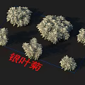 Silver Leaf Chrysanthemum Plants With Silvery Foliage And Bushy Growth For Gardens