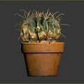 Green and Yellow Cactus Plant in Orange Clay Pot with Sharp Thorns