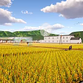 Rural Landscape Featuring Golden Rice Fields Wooden Walkway Farmhouses And Green Mountains Under Blue Sky