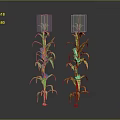 Two Green Corn Plants With Long Leaves And Developing Corn Cobs Against Dark Background
