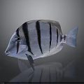 3D Rendered Fish With Black And White Stripes And Blue Tail On Dark Background