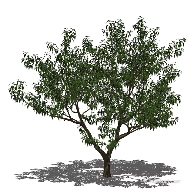 Lush Arbor Tree With Dense Green Leaves And Thick Branches 3d model