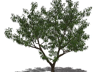 Lush Arbor Tree With Dense Green Leaves And Thick Branches 3d model