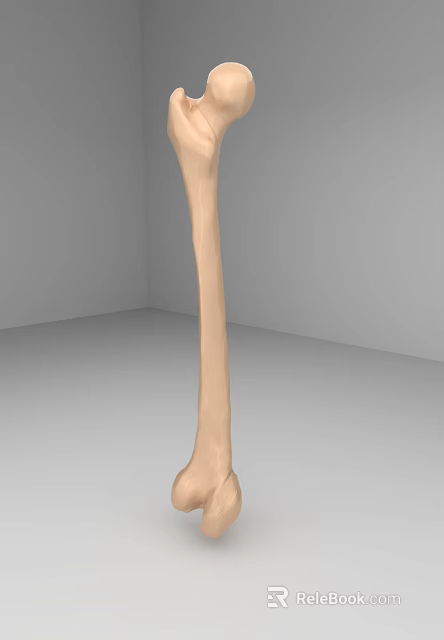 Human Limb Long Bone Anatomical Model 3D Rendering With Detailed Structure On Gray Background 3d model