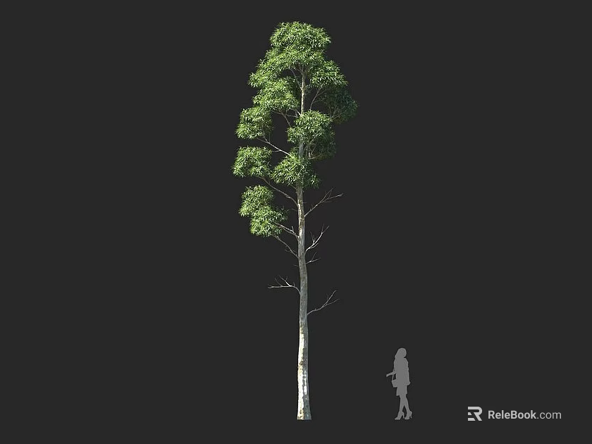 Tall Leafy Tree With Straight Trunk And Human Silhouette Against Dark Background 3d model 