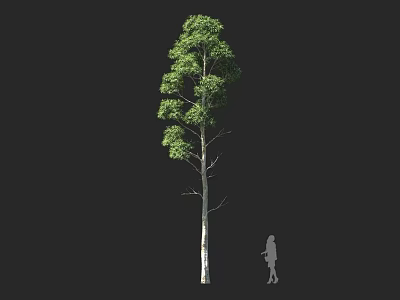 Tall Leafy Tree With Straight Trunk And Human Silhouette Against Dark Background 3d model