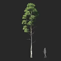 Tall Leafy Tree With Straight Trunk And Human Silhouette Against Dark Background