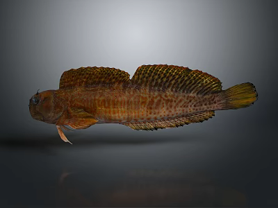 Brown And Yellow Aquatic Fish With Striped Body Fins And Long Tail 3d model