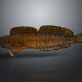 Brown And Yellow Aquatic Fish With Striped Body Fins And Long Tail