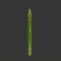 Fresh Green Asparagus Spear With Tender Tips And Crisp Texture