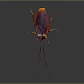 Reddish Purple Cockroach With Long Antennae And Yellow Legs On Gray Background
