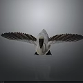 White Bird Spreading Wings With Brown Feathers Against Gray Background On Smooth Surface With Reflection 3d model