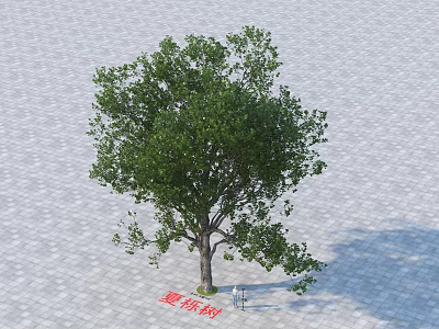 Chongyang Arbor Featuring Lush Green Foliage Strong Trunk On Stone Pavement 3d model