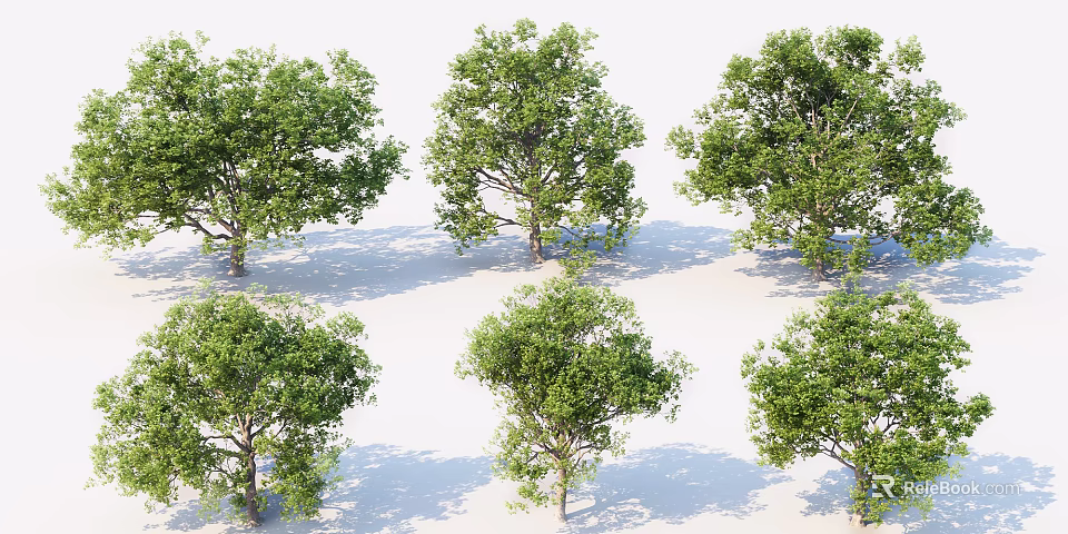 Green Leafy Arbor Trees in Various Shapes with Natural Shadows on White Background 3d model 