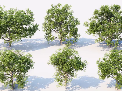 Green Leafy Arbor Trees in Various Shapes with Natural Shadows on White Background 3d model