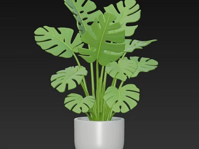 Green Monstera Potted Plant in White Ceramic Pot with Large Leaves 3d model