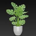 Green Monstera Potted Plant in White Ceramic Pot with Large Leaves