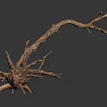 Natural Wooden Driftwood Branch Featuring Rough Surface Spikes And Forks On Dark Background