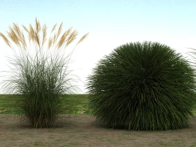 Ornamental Grasses With Tall Feathery Plumes And Rounded Green Shrubs In Outdoor Garden 3d model